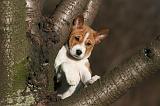 BASENJI 238